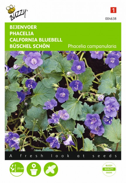 Phacelia campanularia