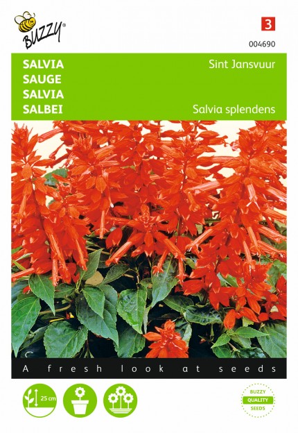 Salvia splendens 'Sint Jansvuur'