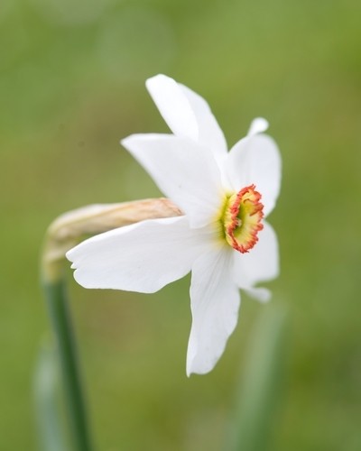 Narcissus 'Recurvus'