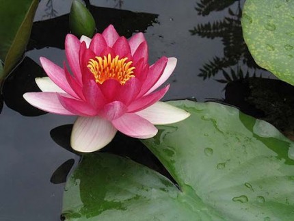 Nymphaea attraction
