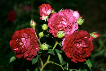 Rosa 'Rosengarten Zweibrücken'