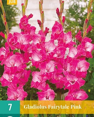 Gladiolus 'Fairytale Pink'