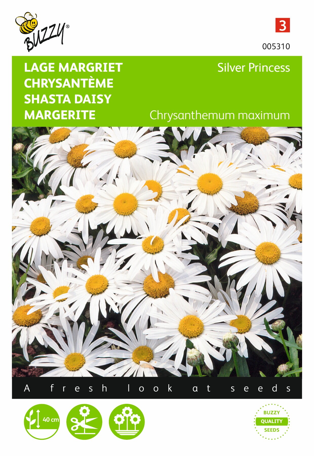 Chrysanthemum Silver Princess 