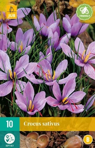 aflevering Taille raket Crocus sativus
