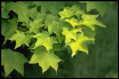 Acer cappadocicum 'Aureum'