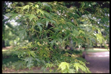 Acer saccharinum 'Asplenifolium'