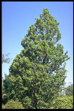 Quercus petraea 'Columna'