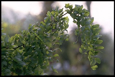 Robinia pseudoac. 'Tortuosa'