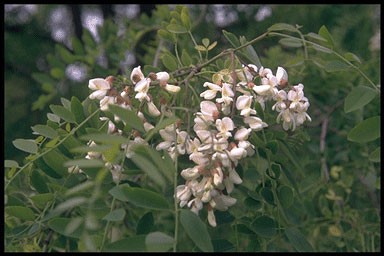 Robinia viscosa