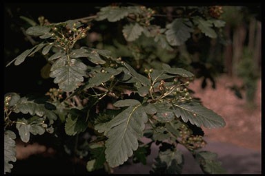 Sorbus hybrida 'Gibbsii'