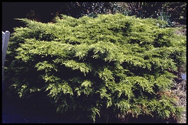 Juniperus media 'Gold Coast'
