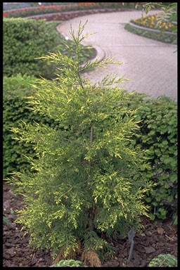 Juniperus media 'Kuriwao Gold'