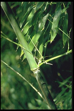 Phyllostachys nigra 'Henonis'