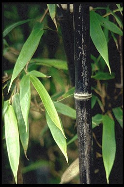Phyllostachys nigra 'Punctata'