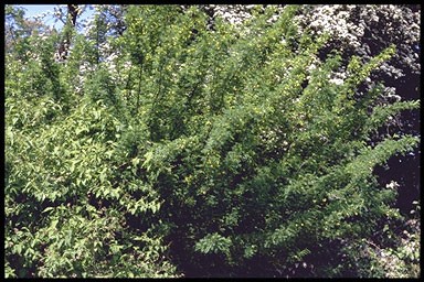 Caragana arborescens