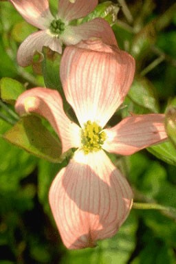 Cornus florida 'Rubra'