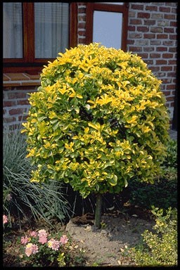 Euonymus jap. 'Rotundifolia'