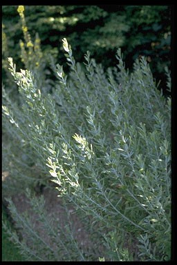 Perovskia atriplicifolia