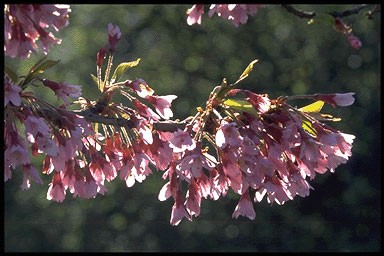 Prunus 'Okame'