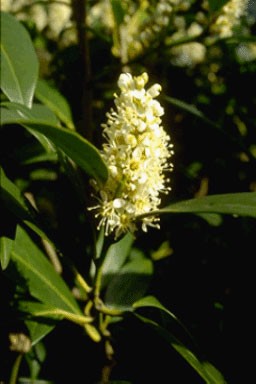 Prunus lauroc. 'Herbergii'