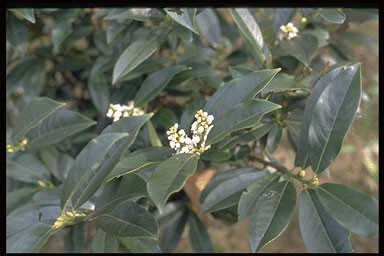 Prunus lauroc. 'Reynvaanii'