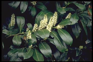 Prunus lauroc. 'Novita'