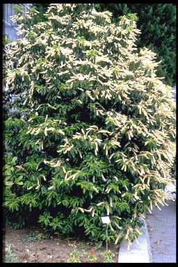 Prunus lusitanica