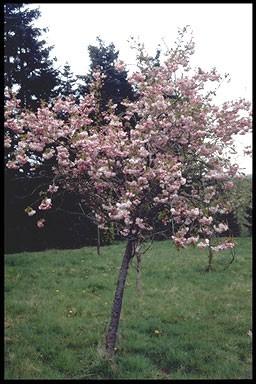 Prunus serr. 'Pink Perfection'