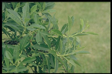 Prunus tenella
