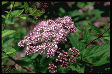 Spiraea japonica [wit]