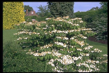 Viburnum plicatum 'Lanarth'