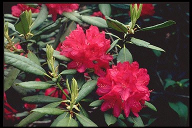 Rhododendron 'America'