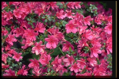 Rhododendron 'Amoena'
