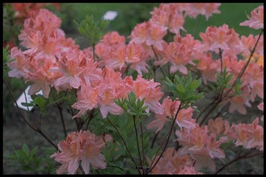 Rhododendron 'Apple Blossom'