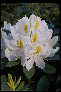 Rhododendron 'Belle Heller'