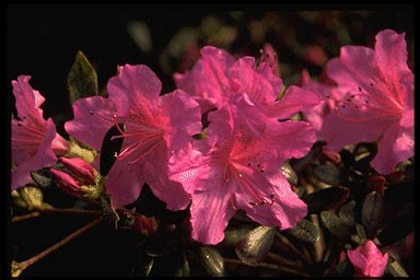 Rhododendron 'Blaue Donau'