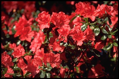 Rhododendron 'Vuyk'S Rosyred'