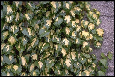 Hedera helix 'Gold Heart'