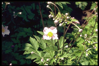 Anemone tomentosa 'Robustissima'