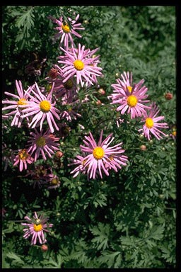 Chrysanthemum rub. 'Clara Curtis'