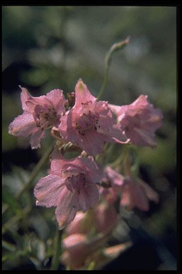 Delphinium ruys. 'Pink Sensati