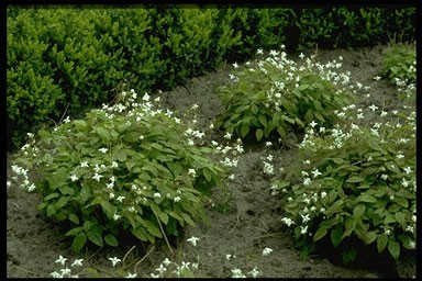 Epimedium youngianum 'Niveum'