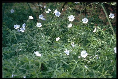 Geranium clarkei 'Kashmir White'