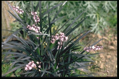 Ophiopogon planiscapus 'Niger'