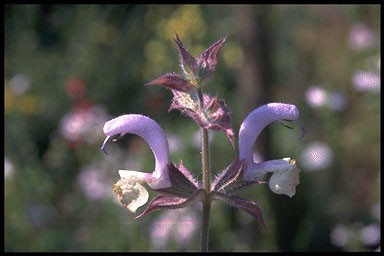 Salvia sclarea