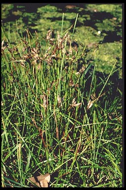 Eriophorum angustifolium