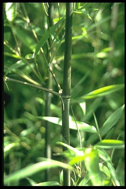 Phyllostachys humilis
