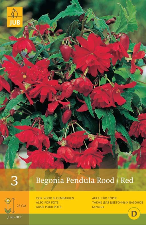 Begonia pendula rood