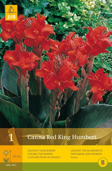 Canna 'Red King Humbert'