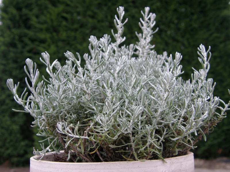 Helichrysum italicum 'Silberzwerg'